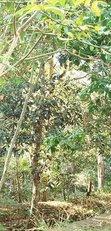 Idukki Wildlife Sanctuary